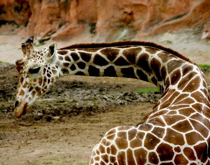 Texas Longneck